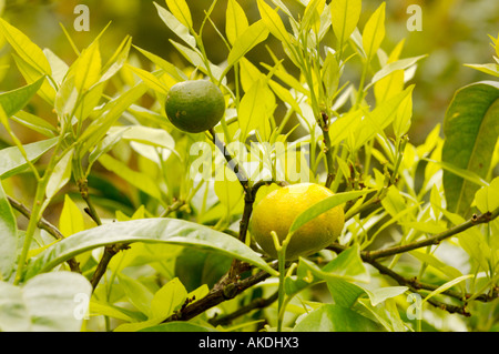 Gros plan de limes poussant sur un arbre. Banque D'Images