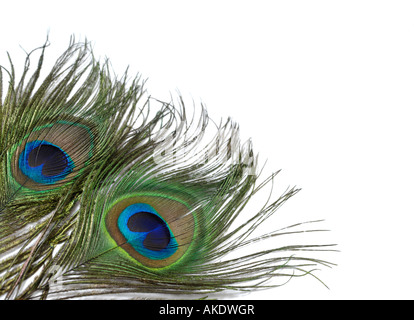 Les plumes de paon Banque D'Images