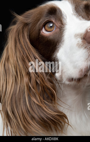 English Springer Spaniel, close-up Banque D'Images