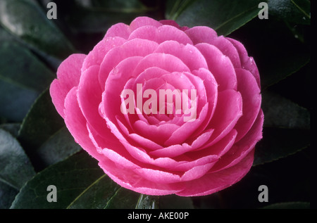 Camellia x williamsii clair Banque D'Images