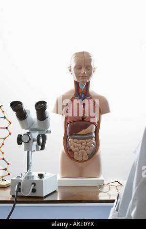 Human Anatomy model and microscope Banque D'Images