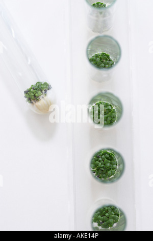 Les semis de cresson poussant dans des boîtes de pétri, vue de dessus Banque D'Images
