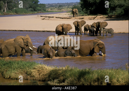 Un troupeau d'éléphants femelles et veaux d'echelle et de boire dans l'Uaso Nyiro Samburu National Reserve Kenya Afrique de l'Est Banque D'Images