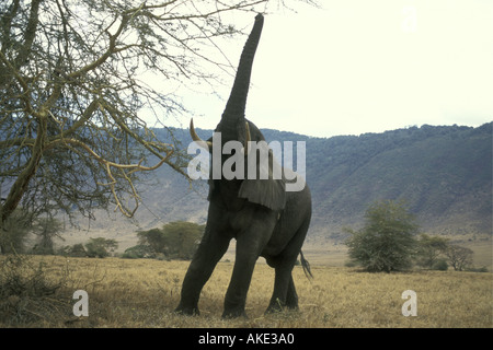 Un éléphant mâle adulte atteignant jusqu'à un arbre d'acacia écorce jaune à arracher un des braches de nourriture Ngorongoro Crater Ta Banque D'Images