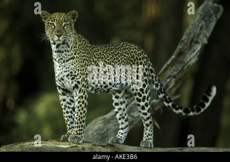 Leopard adultes alerte debout sur un tronc d'arbre tombé ou se connecter à la caméra à droite avec la lumière dans les yeux Samburu Nationa Banque D'Images