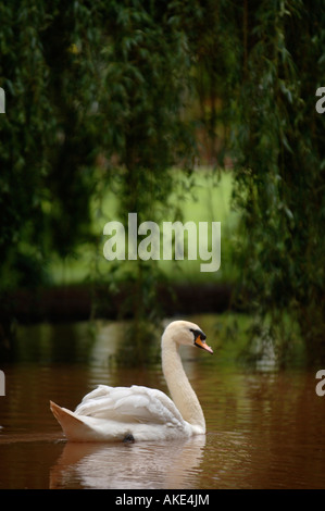 Un cygne sur un lac entouré d'ARBRES HEREFORDSHIRE UK Banque D'Images