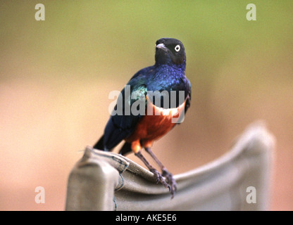 Un superbe Starling perché sur le dos d'une chaise au Kenya Afrique de l'Est Banque D'Images