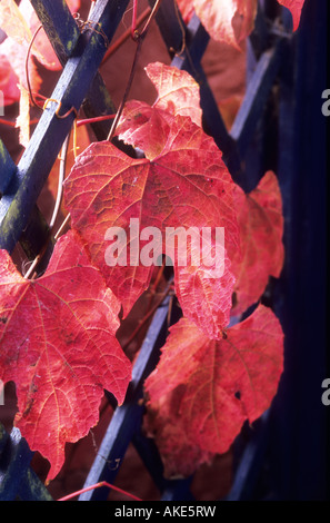 Vitis coignetiae Cape Claret Banque D'Images