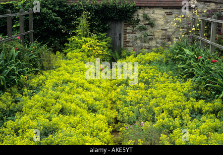 Parham Sussex Alchemilla mollis de bas de chaque côté du chemin que Lady s'bordure manteau Banque D'Images