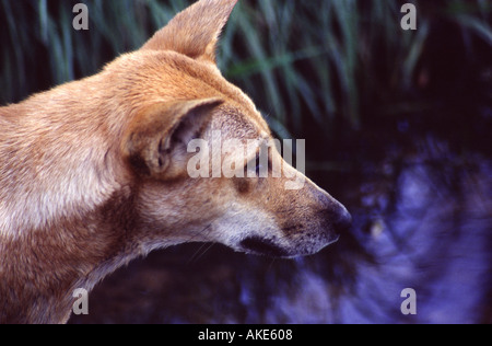 Dingo Canis lupus familiaris dingo sur le territoire du Parc de la faune Berry Springs Banque D'Images