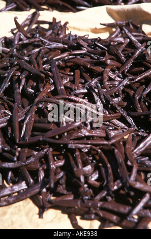 Les gousses de vanille en plein air de séchage en plein soleil du Pacifique Sud Banque D'Images