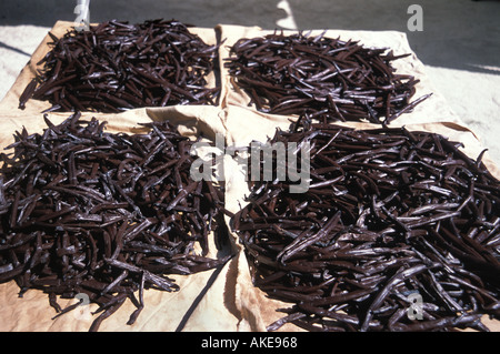 Gousses de vanille de Tahaa séchage chaud soleil du Pacifique Sud Banque D'Images