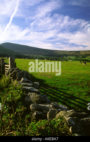 Vaches qui paissent dans un champ près de Castleton avec Mam Tor derrière Derbyshire Peak District England UK Banque D'Images