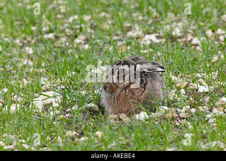 Lièvre brun Lepus capensis antennes en forme manger therfield hertfordshire Banque D'Images