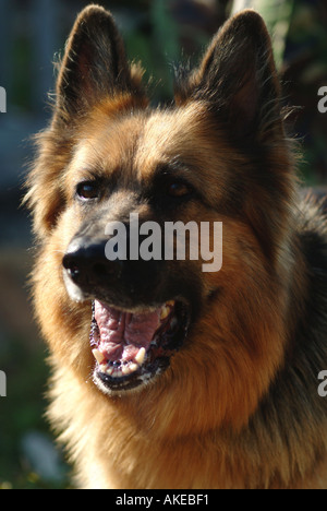 Chien alsacien Banque D'Images