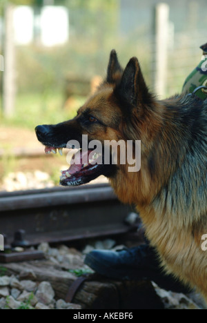Chien alsacien de l'Armée Britannique l'unité chien montrant ses dents Banque D'Images