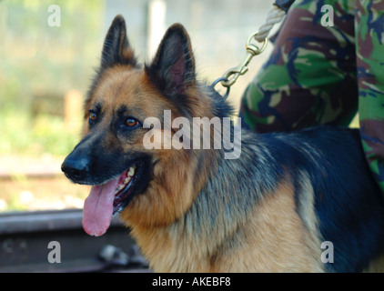 Chien alsacien de l'armée britannique de l'unité de chien Banque D'Images
