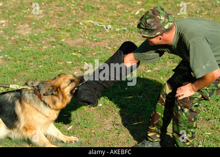 L'Armée britannique amorce son chien-chien Banque D'Images