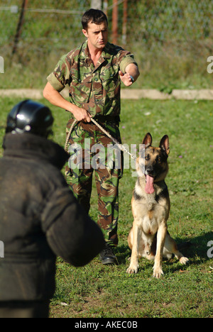 Conducteur de chien de l'armée britannique lors d'un exercice d'entraînement Banque D'Images