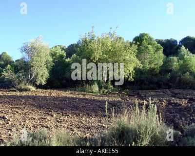 Oliviers Alora Valle del Sol la partie inférieure de la vallée de Guadalhorce, Province de malaga andalousie espagne Banque D'Images