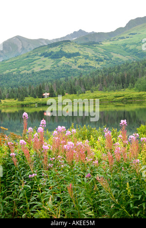 L'état de l'Alaska le long de la fleur d'Épilobe Seward Highway tous les American Road Péninsule Kenai en Alaska AK U S United States Banque D'Images