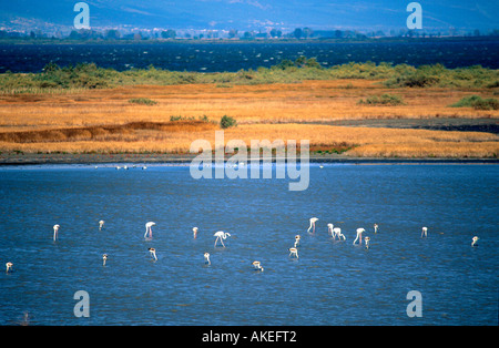 Spanien, Thrakien, Vögel im Delta des Flusses Keramoti bei Nestos Banque D'Images