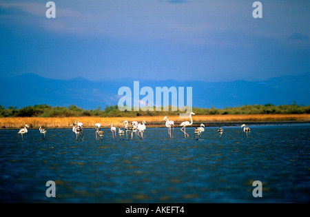 Spanien, Thrakien, Vögel im Delta des Flusses Keramoti bei Nestos Banque D'Images