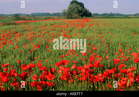 Spanien, Thrakien, Blumenwiese Delta des Flusses im-Keramotini Nestos Banque D'Images