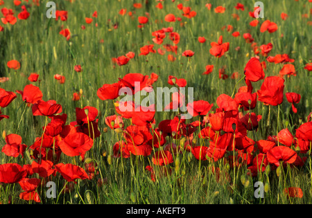 Spanien, Thrakien, Blumenwiese Delta des Flusses im-Keramotini Nestos Banque D'Images