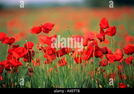 Spanien, Thrakien, Blumenwiese Delta des Flusses im-Keramotini Nestos Banque D'Images