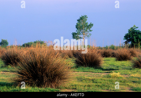 Spanien, Thrakien, Nestos-Delta Keramoti, Landschaft bei Banque D'Images