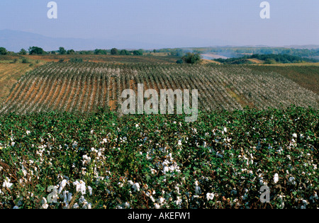 Spanien, Thrakien, Nestos-Delta Baumwollfelder, Keramoti bei Banque D'Images