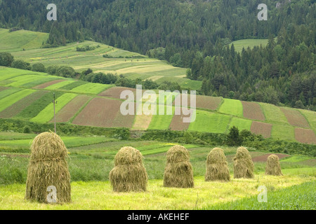Systèmes de champ ouvert dans le sud de la Pologne, au pied des Tatras près de Nowy Sacz. Banque D'Images