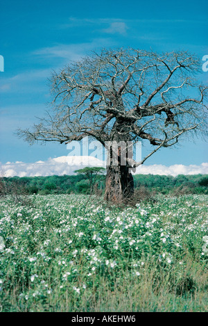 Baobab arbres sans feuilles pendant la saison sèche du parc national de Tsavo Ouest Kenya Afrique de l'Est Banque D'Images