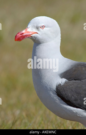 Dolphin Gull adultes en plumage nuptial de près du visage Banque D'Images