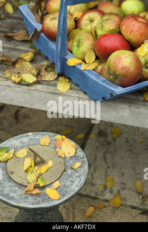 Les pommes d'aubaine en bleu trug sur siège jardin arrosoir rouge avec cadran solaire avec les feuilles tombées en Angleterre Banque D'Images