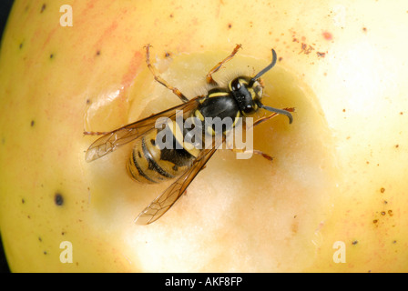 Une reine guêpe Vespula Vulgaris sur une pomme Banque D'Images