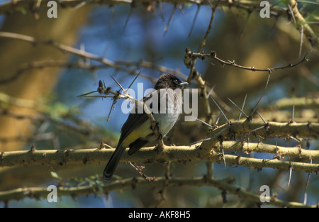 Bulbul Pycnonotus barbatus commune Kenya Keekorok Banque D'Images