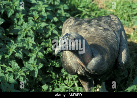 Condor des Andes Vultur gryphus mâle juvénile se tenant sur le sol Banque D'Images