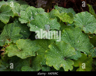 Gouttes de pluie sur Alchemilla mollis Banque D'Images