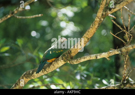 Ptilope Ptilinopus magnificus Dove Fruits Australie Cairns Banque D'Images