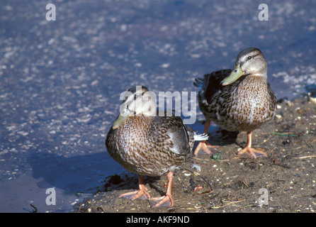 Canard colvert Anas platyrhynchos deux mâles en plumage éclipse Banque D'Images