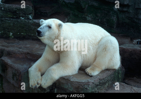 Tiergarten, Zoo, Eisbär Banque D'Images