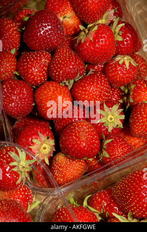 Punnett un de fraises fraîches sur un étal de marché. Photo par Jim Holden Banque D'Images