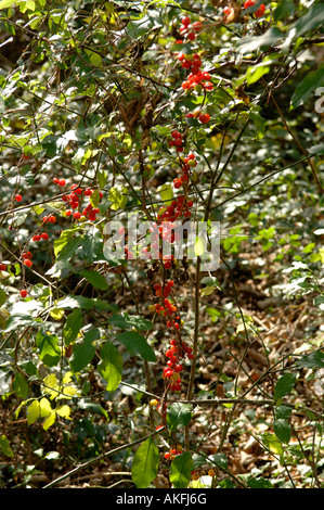 Bryony Tamus communis noir rouge mûrs à l'automne des baies toxiques Banque D'Images