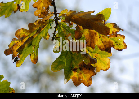 Quercus robur chêne feuilles changent de couleur en automne Banque D'Images
