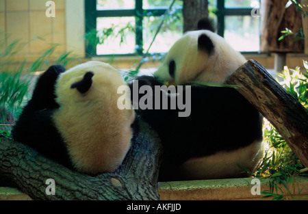 Pandabären im Tiergarten Banque D'Images