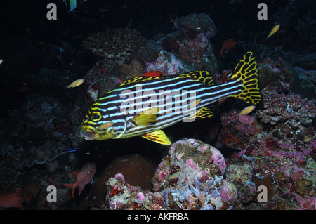 Sweetlips Oriental Maldives Banque D'Images