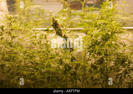 La croissance des plants de marijuana à l'intérieur sous les lumières à la Musée de la marijuana à Amsterdam, l'Europe. Banque D'Images