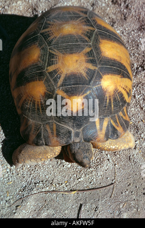 Tortue rayonnée (Asterochelys radiata, Geochelone radiata, Testudo radiata) Banque D'Images